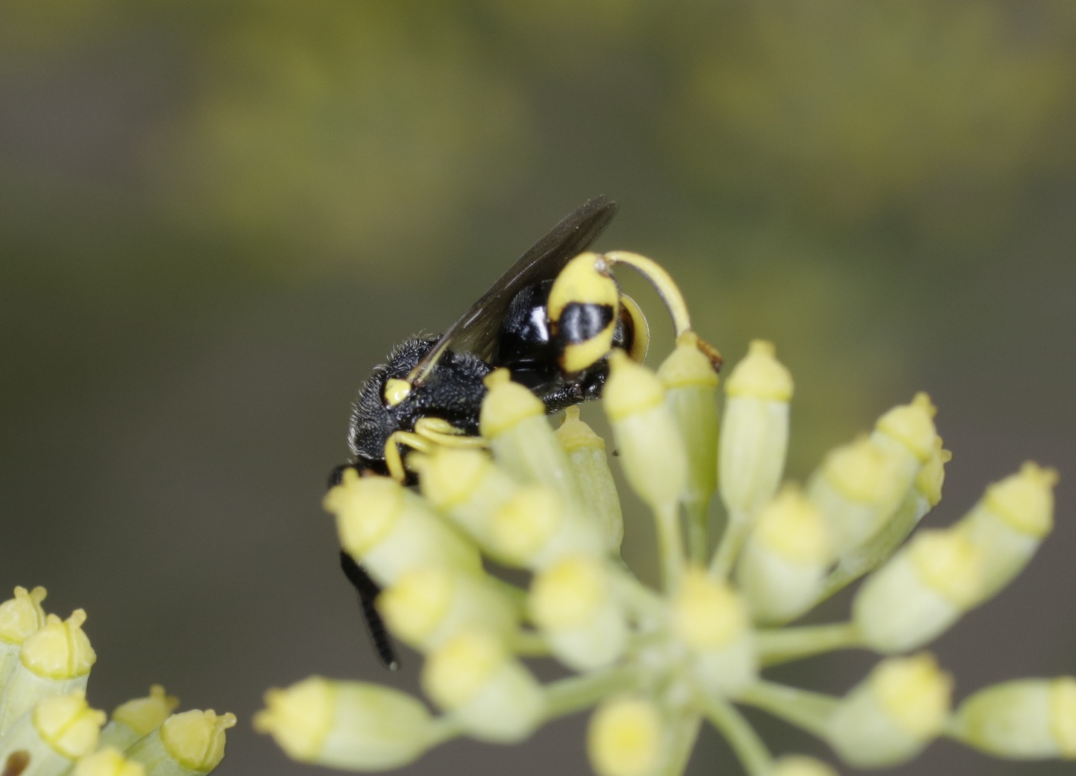 Leucospidae alieno ?  No,  Chalcididae: cfr. Brachymeria sp.